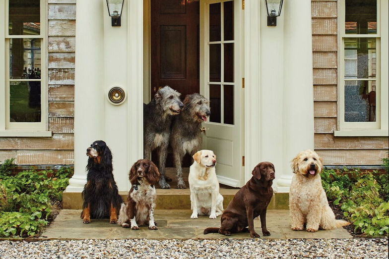 Herein! In der Hound Lodge sind Hunde mehr als willkommen.